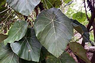 <i>Macaranga grandifolia</i> species of plant in the family Euphorbiaceae