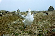 Grote albatros