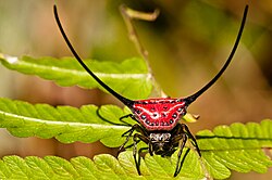 Sur quelques feuilles un minuscule char d’assaut sur pattes avec une grosse carapace rouge et des antennes gigantesques.