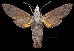 Macroglossum hirundo errans MHNT CUT 2010 0 373 Townsville, Queensland, Australia, male, ventral.jpg