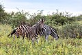 * Nomination Zebras, Makalali Game Reserve (Greater Makalali Private Game Reserve), Maruleng, Limpopo, South Africa --XRay 03:35, 17 March 2024 (UTC) * Promotion  Support Good quality. --Frank Schulenburg 03:49, 17 March 2024 (UTC)