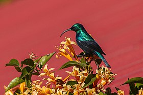 Malagasy green sunbird (Cinnyris notatus).jpg