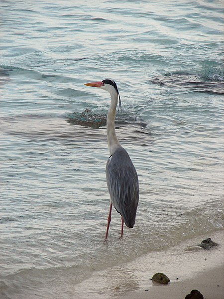 File:Maldives 09633.jpg