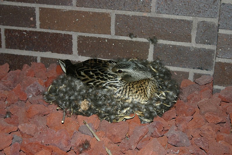 File:Mallard nests on leaves.jpg