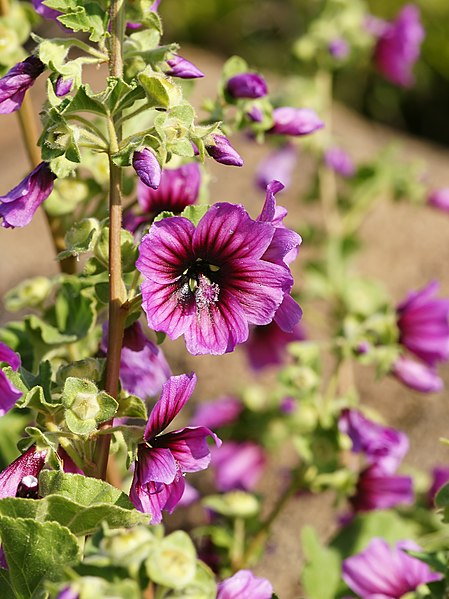 File:Malva dendromorpha (flowers).jpg