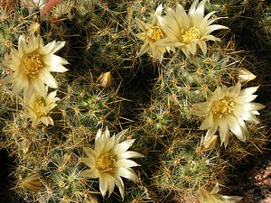 Mammillaria prolifera20100407 076.jpg