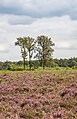 Bloeiende heide (Mandefjild natuurgebied bij Bakkeveen).