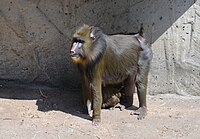 Mandrill (Mandrill sphynx) at the Lisbon Zoo