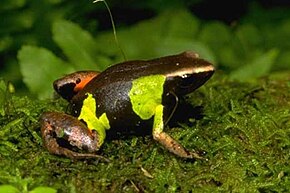 Beschrijving van de afbeelding Mantella pulchra01.jpg.