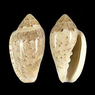 <i>Marginella piperata</i> species of mollusc