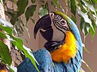 Blue-And-Yellow Macaw