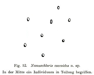 <i>Marvania</i> Genus of algae