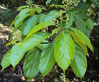 <i>Mastixia arborea</i> species of plant