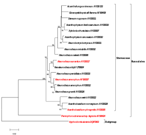 Abbildung 3: ZeitMaximum Likelihood-Baum