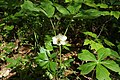 Mayapple flower 1.jpg