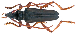 Mecosaspis atripennis