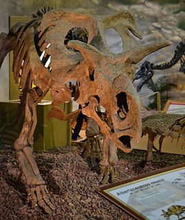 <i>Medusaceratops</i> Extinct genus of dinosaurs