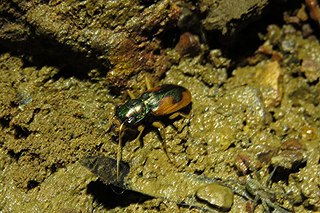 <i>Pseudotetracha australasiae</i> Species of beetle