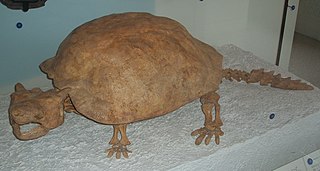 <i>Meiolania</i> Extinct genus of turtles