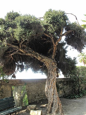 Melaleuca alternifolia (Maria Serena) tree.jpg