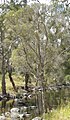 Melaleuca tree.jpg