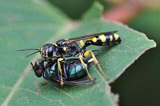 <i>Mellinus</i> Genus of wasps