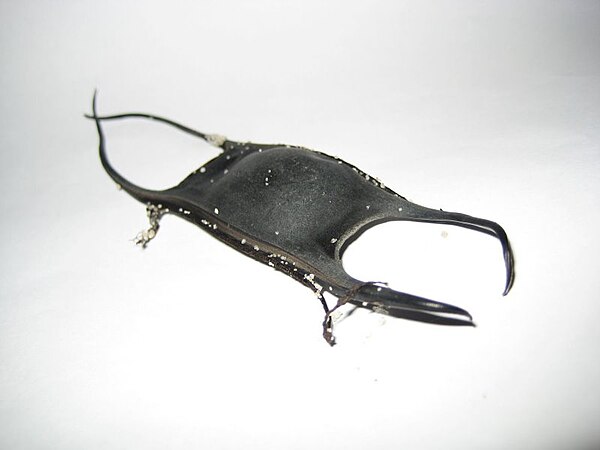 Full view of a skate's mermaid's purse. Roughly 125 mm in length.