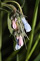 Mertensia oblongifolia