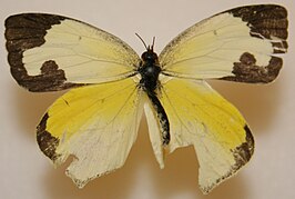 Eurema mexicana