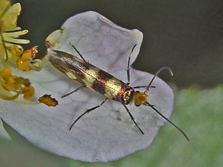 <i>Micropterix allionella</i> Moth species in family Micropterigidae