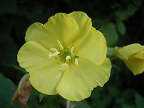 The seed oil of Oenothera biennis (evening primrose) is a source of GLA