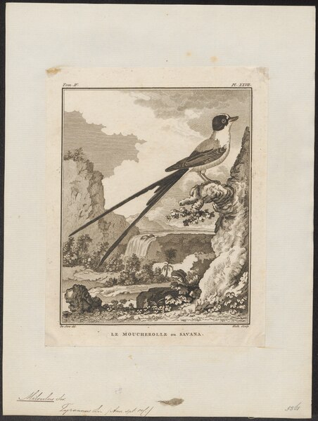 File:Milvulus tyrannus - 1700-1880 - Print - Iconographia Zoologica - Special Collections University of Amsterdam - UBA01 IZ16500365.tif