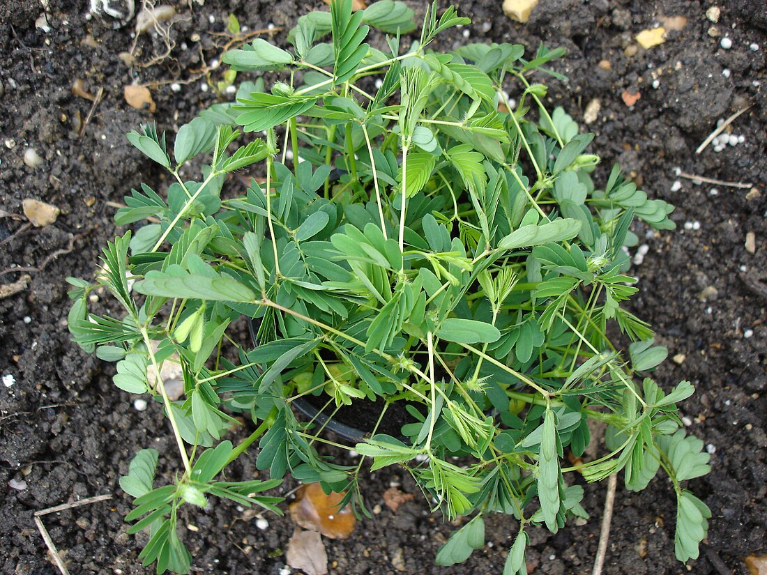 File:Mimosa pudica closed.JPG