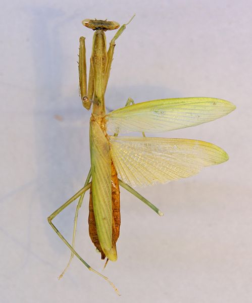 File:Miomantis paykullii TPopp.jpg