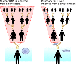 Infografika kontrastujące dziedziczenie mitochondrialnego i jądrowego DNA
