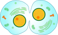 Schema van cytokinese bij een dierlijke cel