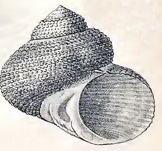 <i>Modelia granosa</i> Species of gastropod