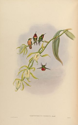 <span class="mw-page-title-main">Little woodstar</span> Species of hummingbird