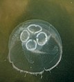 Moon Jellyfish (14278816210).jpg