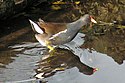 Gallinula chloropus Moorhen.jpg