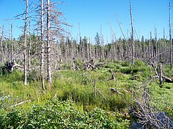 A wetland in Morell