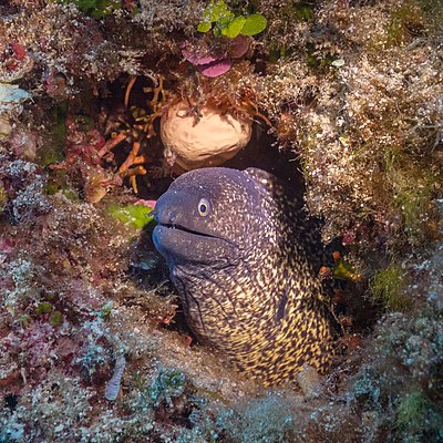 Mediterranean moray (Muraena helena), Regga, Gozo, Malta