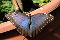 * Nomination Morpho sp. --ComputerHotline 13:23, 2 September 2009 (UTC) * Decline Animals from a zoo (i.c. butterfly garden) need a better id. Will support if corrected. Lycaon 06:20, 9 September 2009 (UTC)