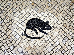 Mosaïque de rat..jpg