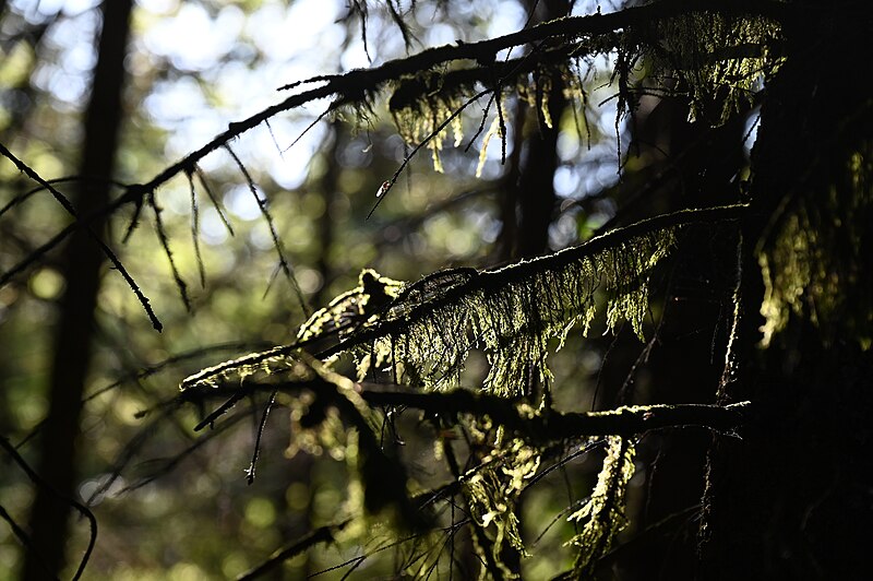 File:Moss, Black Forest.jpg