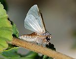 Thaumetopoea pityocampa (Thaumetopoeidae) Processionary moth