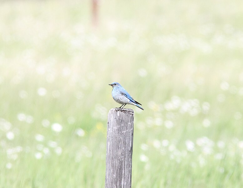 File:Mountain Bluebird, Glacier National Park, July 3, 2012 (7498428172).jpg