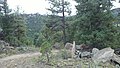 Mountain Muhly Trail, 3 Sisters - panoramio.jpg