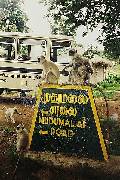 File:Mudumalai-langurrak.jpg