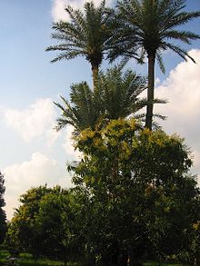 Twin Palms - Wikipedia